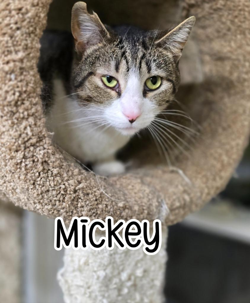 Enlarge Mickey, a Adoptable mixed breed in Port Clinton, OH image 5/6