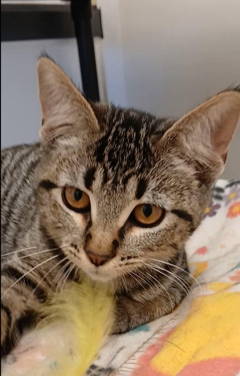 Rapunzel, Adoptable, Kitten Female Tabby & Domestic Short Hair.