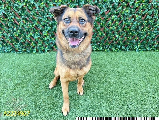 S.O.S won't last LONG, an adopted mixed breed in Fort Myers Beach, FL image 1/3