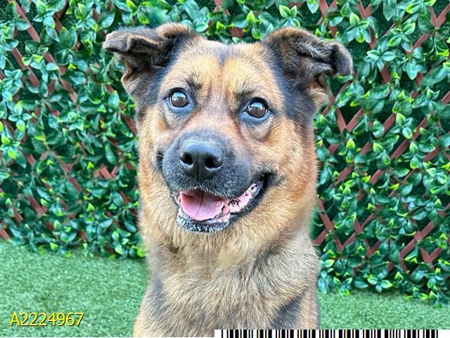 S.O.S won't last LONG, an adopted mixed breed in Fort Myers Beach, FL image 2/3