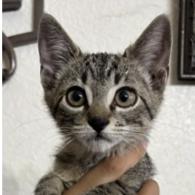 Enlarge Spiked Hot Chocolate, a Adoptable Domestic Short Hair in Redmond, WA image 1/1
