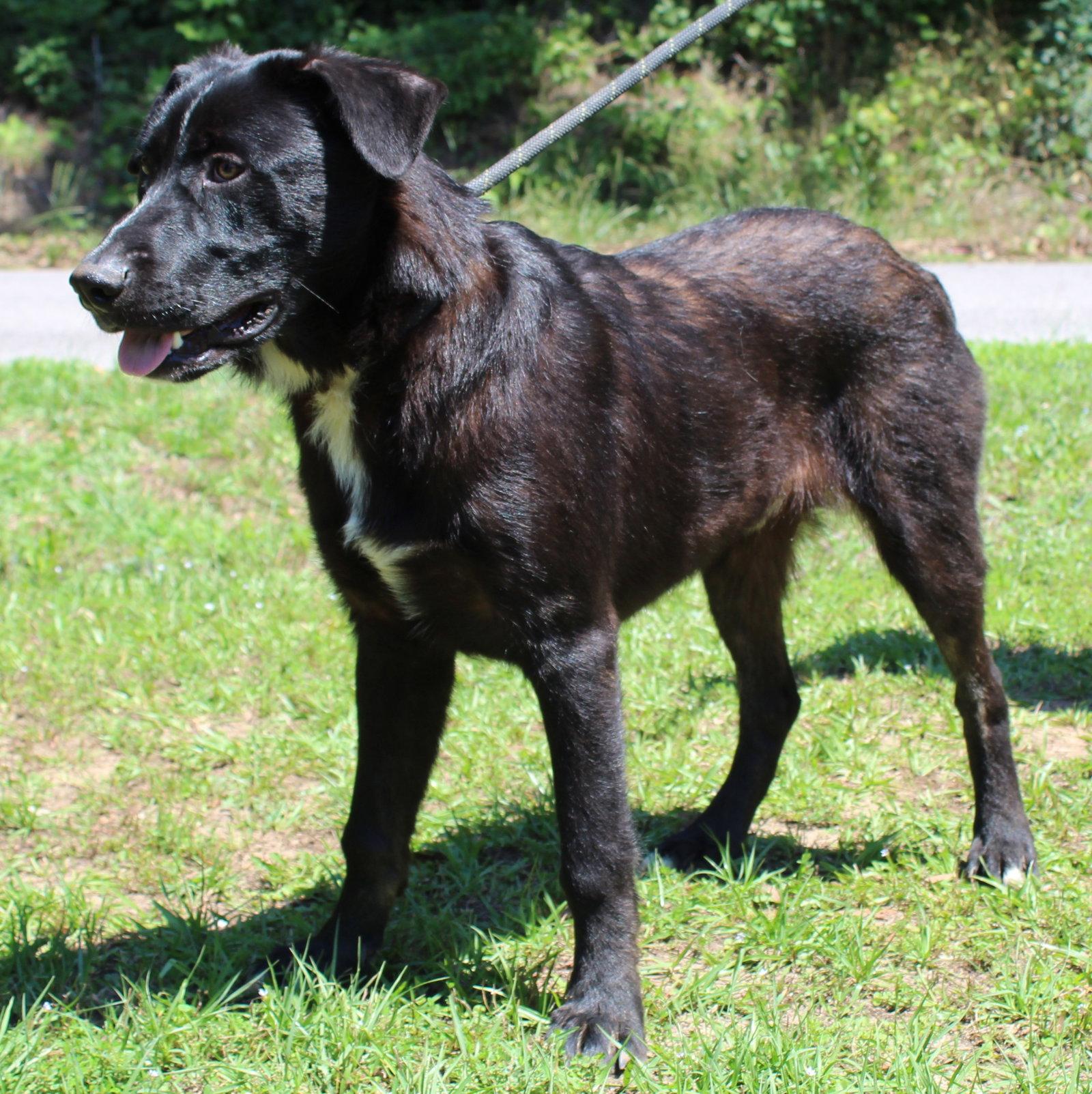 Enlarge Patches 43544, a Adoptable Labrador Retriever in Prattville, AL image 1/3