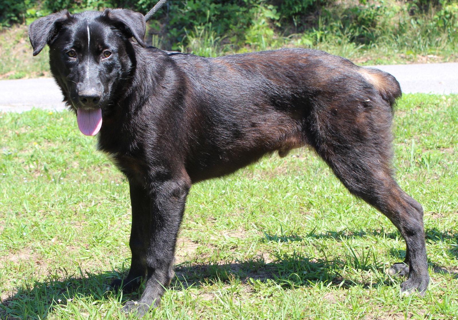 Enlarge Patches 43544, a Adoptable Labrador Retriever in Prattville, AL image 2/3