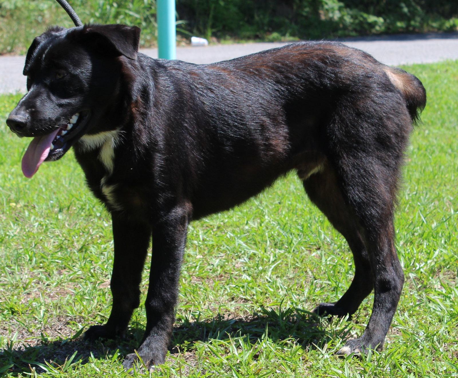 Enlarge Patches 43544, a Adoptable Labrador Retriever in Prattville, AL image 3/3