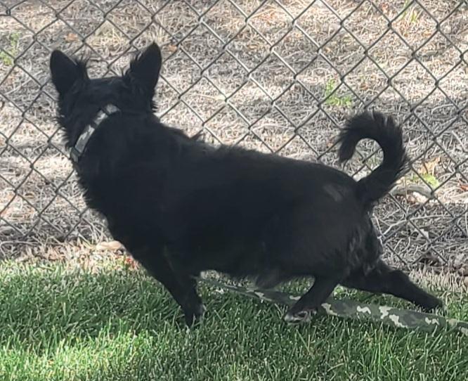 Ash, an adoptable Chihuahua, Dachshund in Boise, ID, 83706 | Photo Image 2