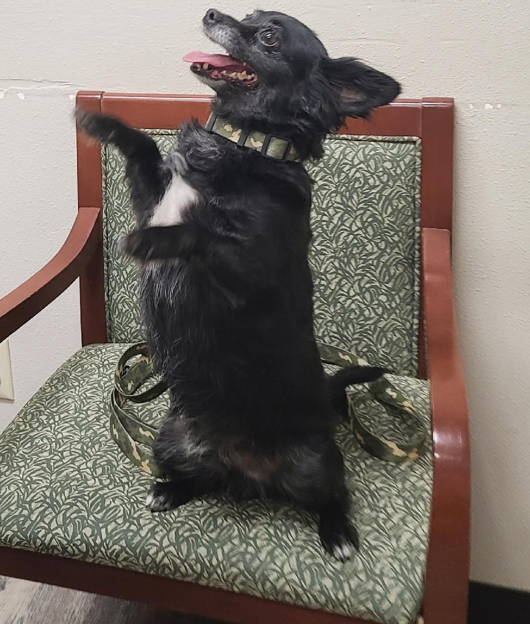 Ash, an adoptable Chihuahua, Dachshund in Boise, ID, 83706 | Photo Image 3