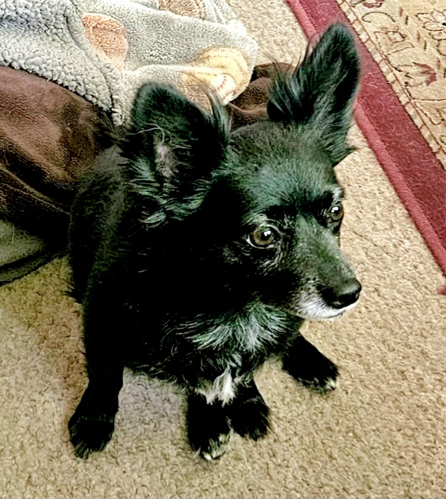 Ash, an adoptable Chihuahua, Dachshund in Boise, ID, 83706 | Photo Image 4