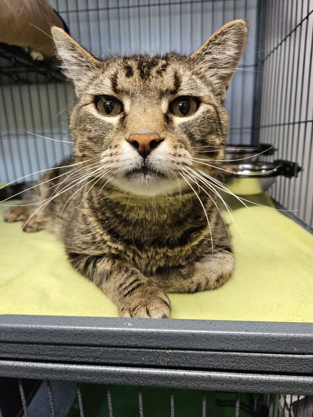 Ronald, Adult Male Domestic Short Hair