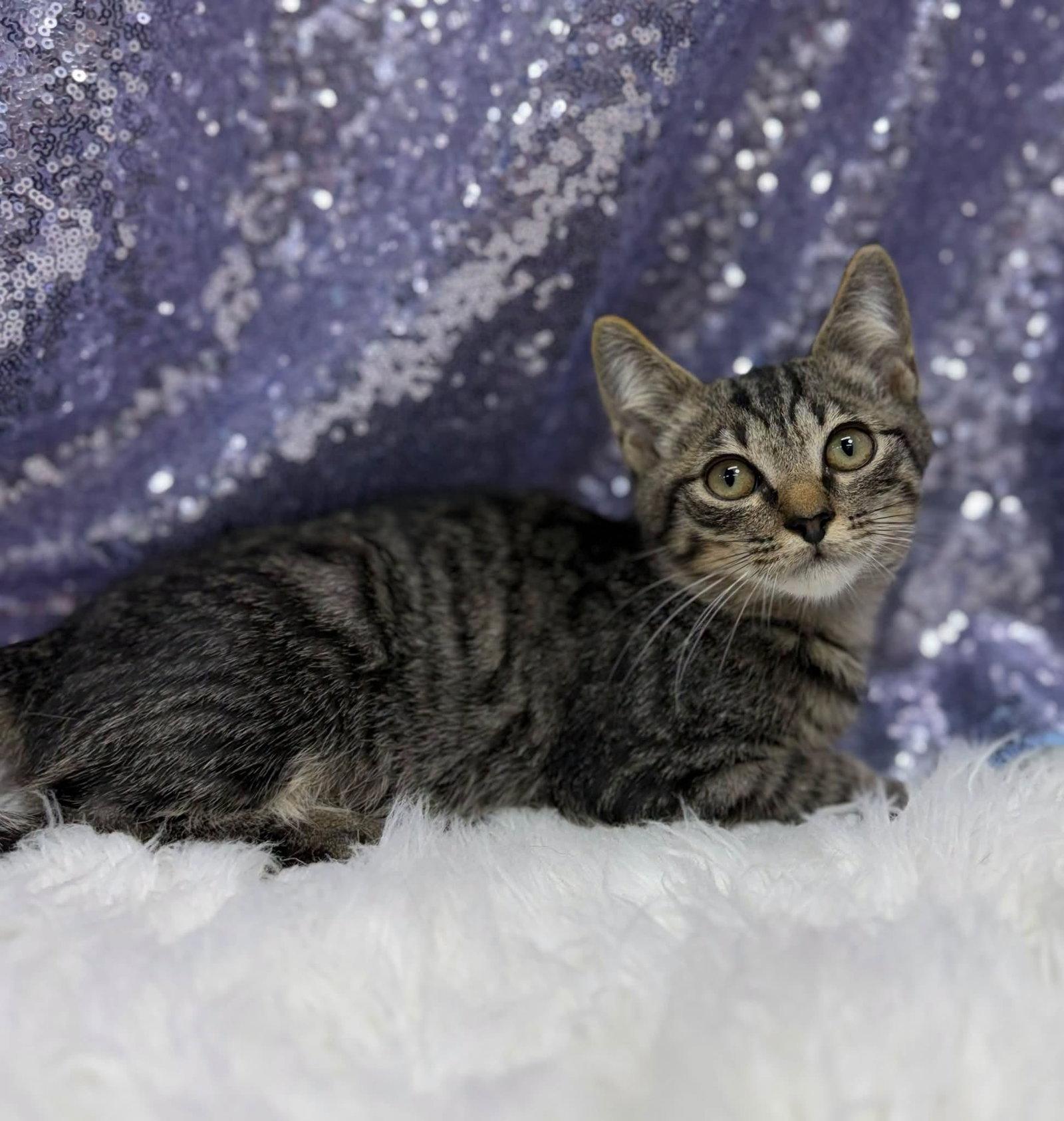Enlarge Cattywampus, a Adoptable Domestic Short Hair in Clarkesville, GA image 1/1