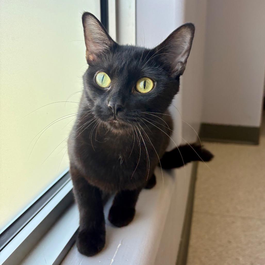 Bonnie, a Adoptable Domestic Short Hair in Saskatoon, SK image 1/3