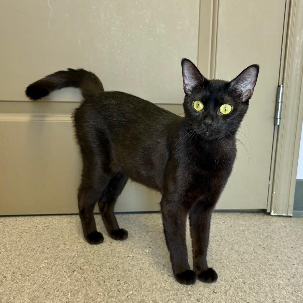 Bonnie, a Adoptable Domestic Short Hair in Saskatoon, SK image 2/3