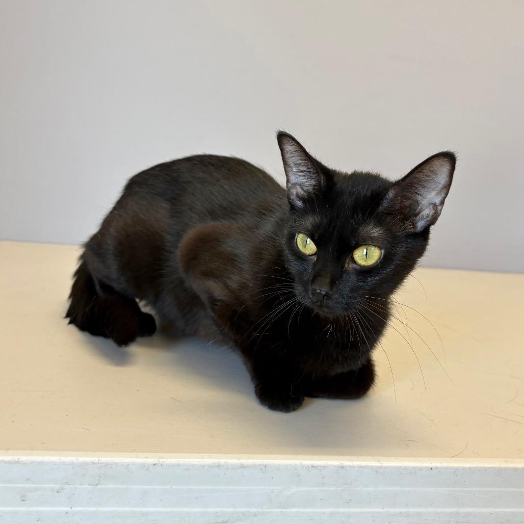 Bonnie, a Adoptable Domestic Short Hair in Saskatoon, SK image 3/3