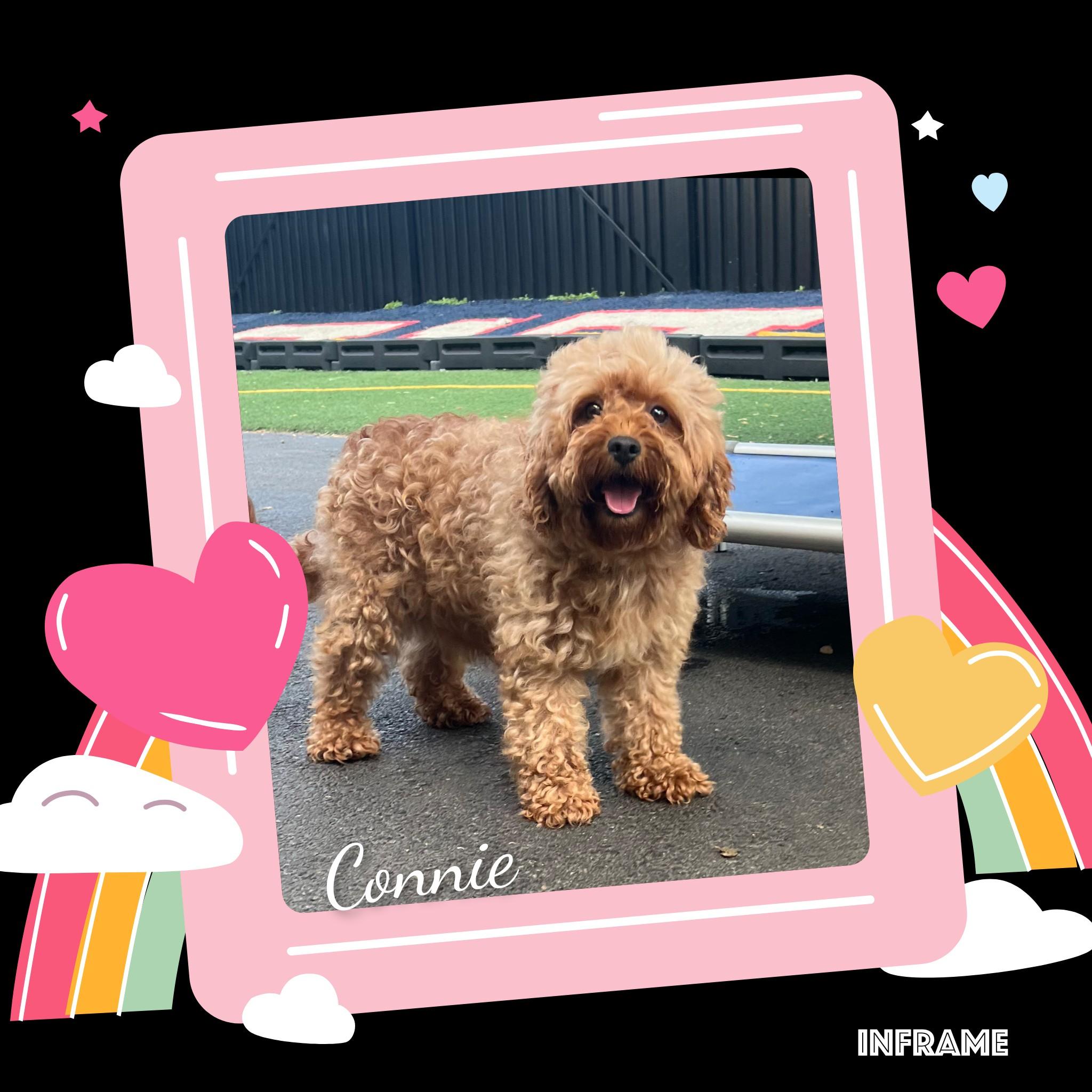 Connie, an adopted Cavapoo in Fredericksburg, VA image 6/6