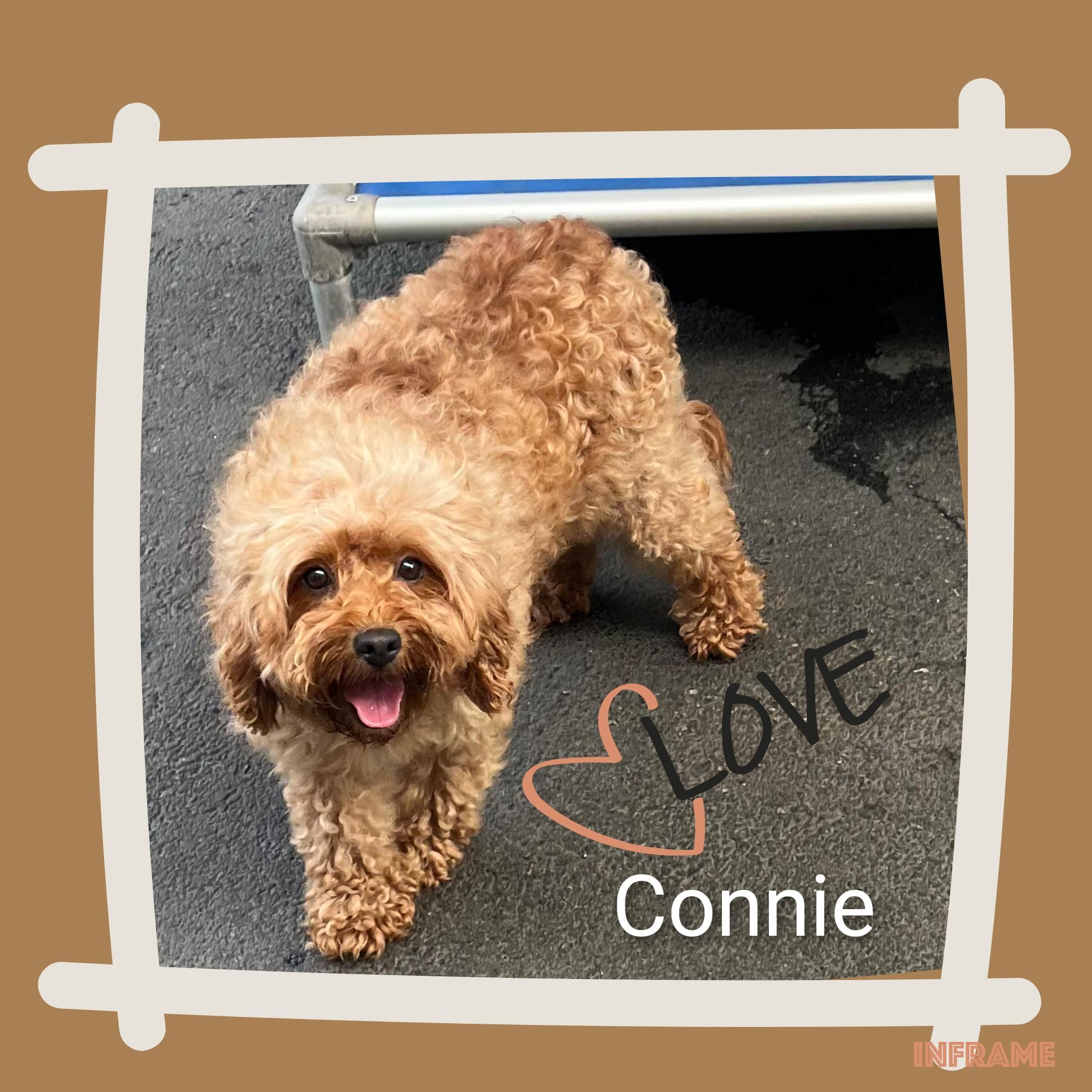 Connie, an adopted Cavapoo in Fredericksburg, VA image 5/6