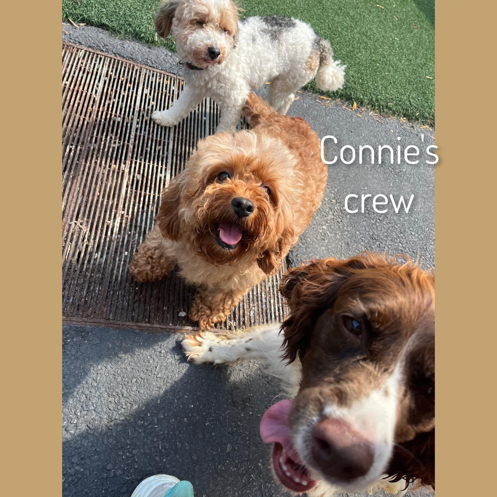 Connie, an adopted Cavapoo in Fredericksburg, VA image 3/6