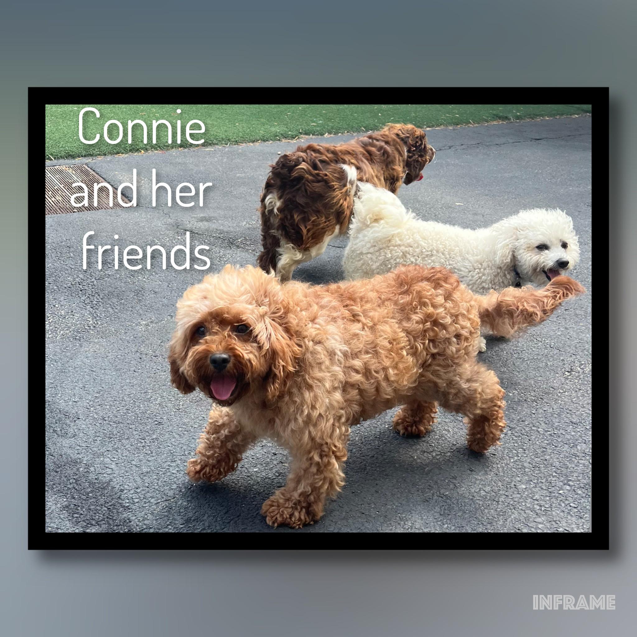 Connie, an adopted Cavapoo in Fredericksburg, VA image 4/6