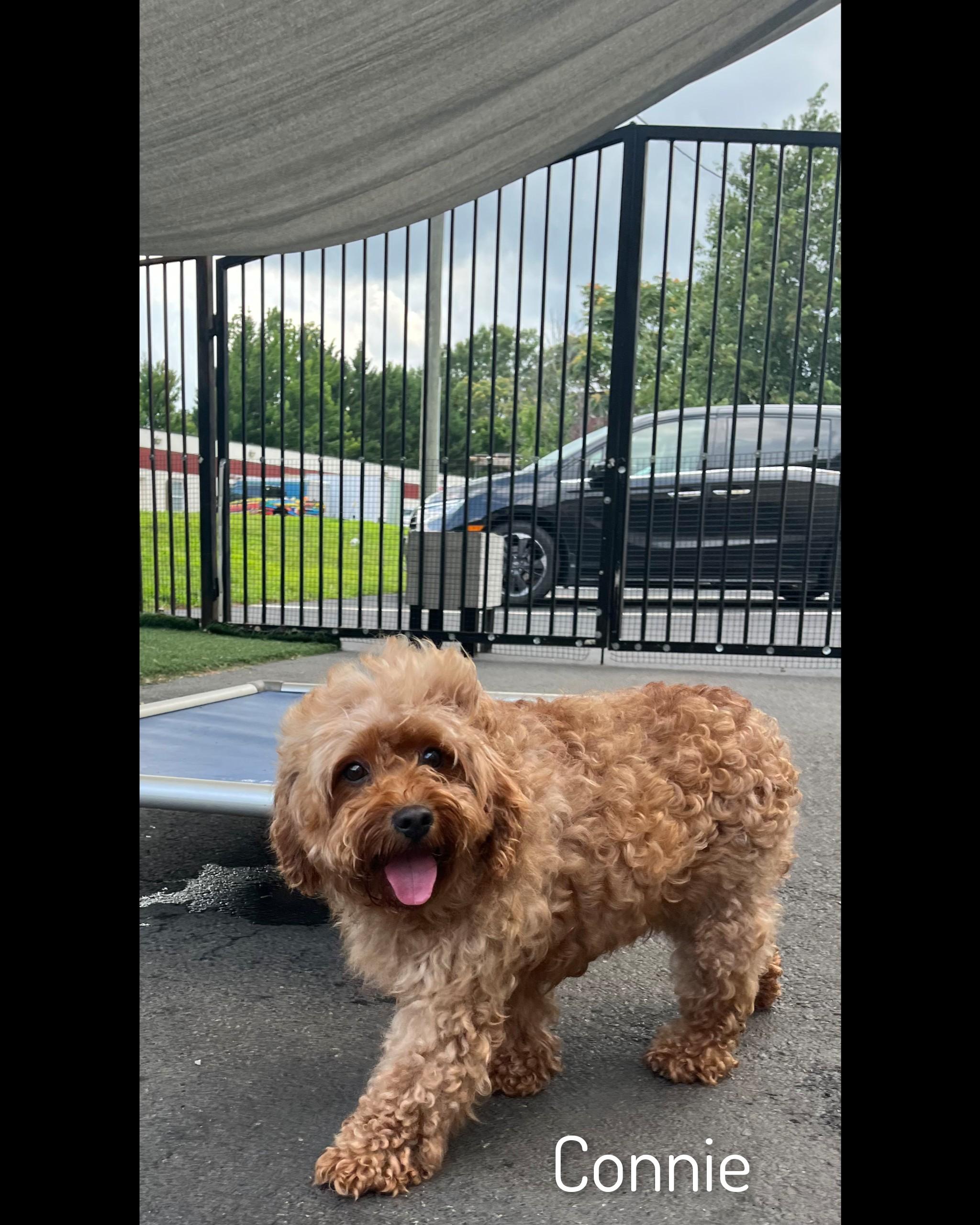 Connie, an adopted Cavapoo in Fredericksburg, VA image 2/6