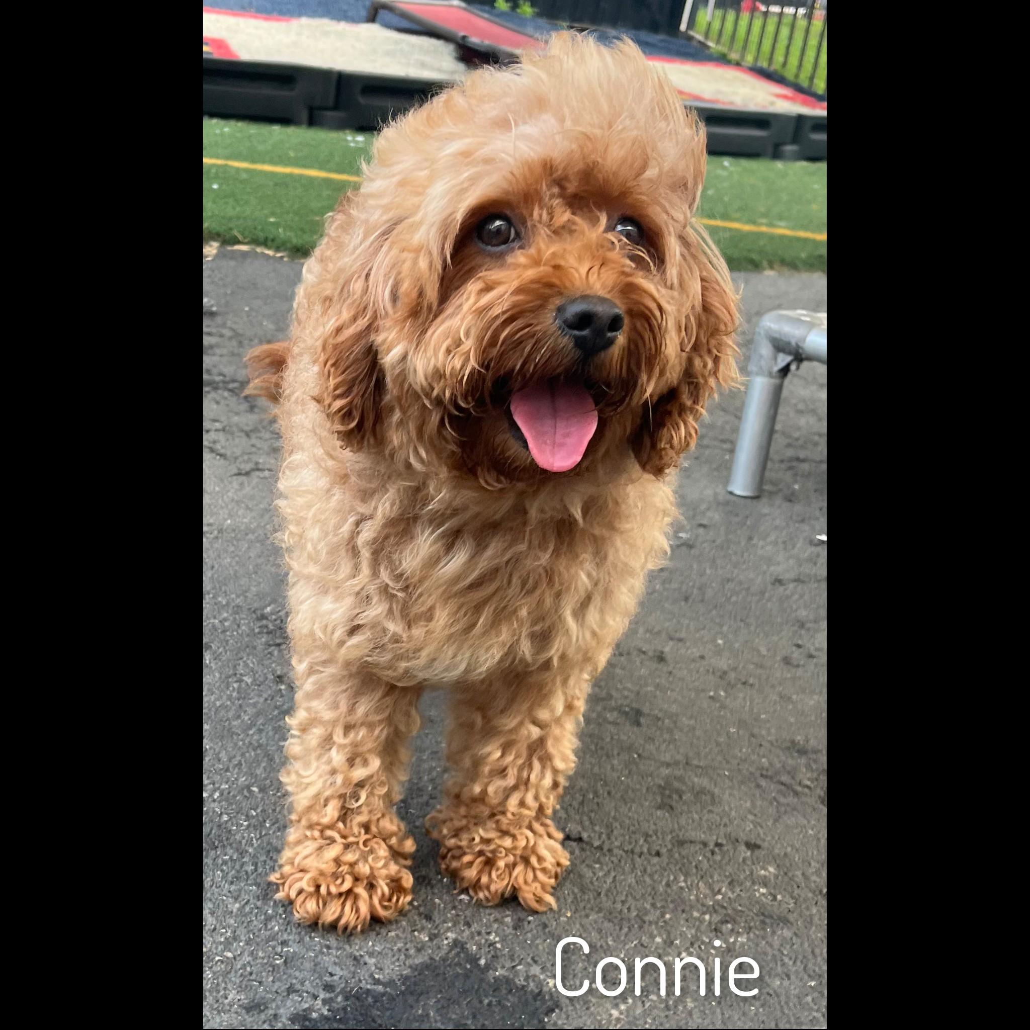 Connie, adopted, Adult Female Cavapoo.