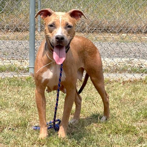 Enlarge ZURI, a Adoptable Labrador Retriever in Conroe, TX image 1/1