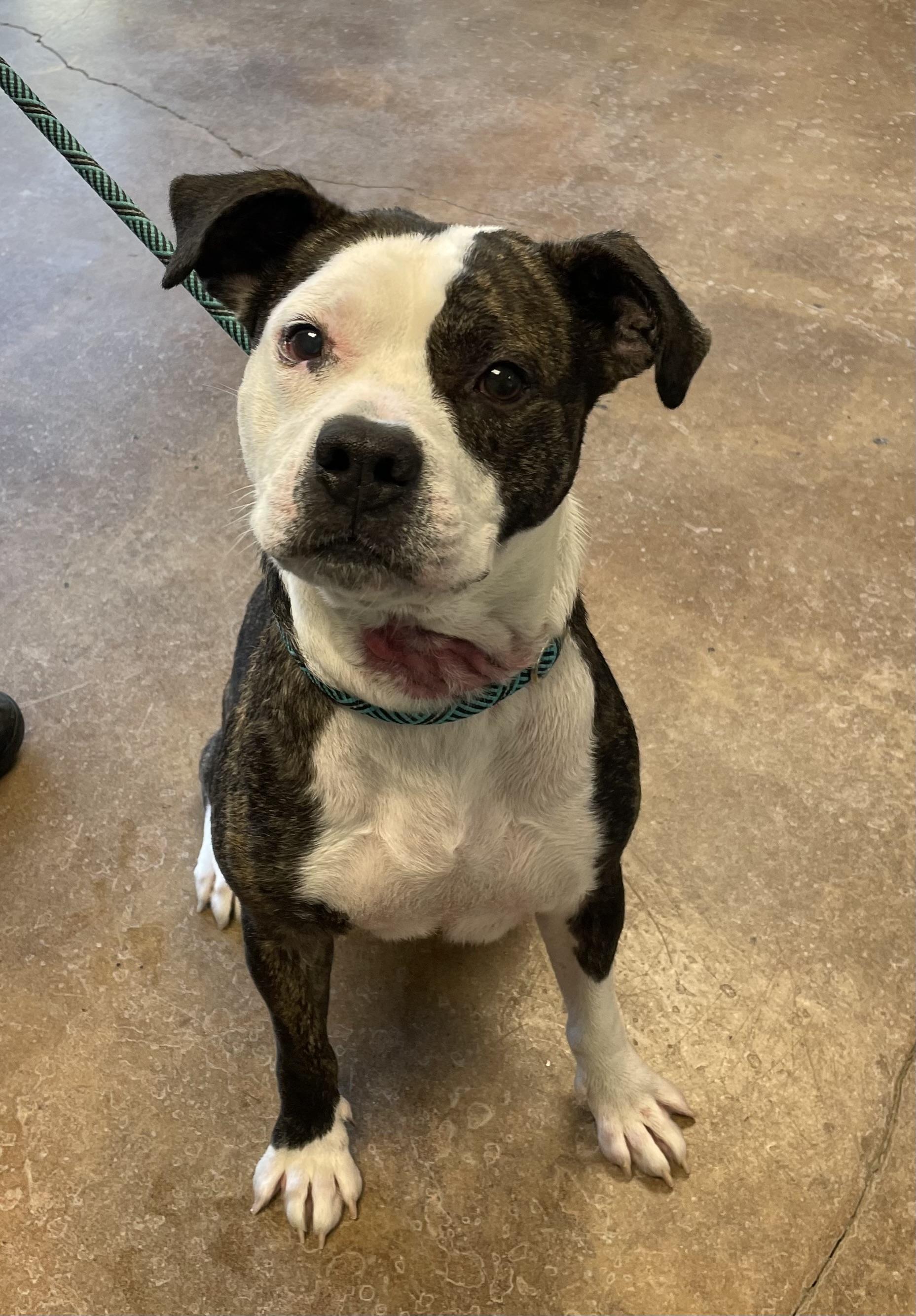 Enlarge Pumablu, a Adoptable mixed breed in Gladstone, MO image 1/1