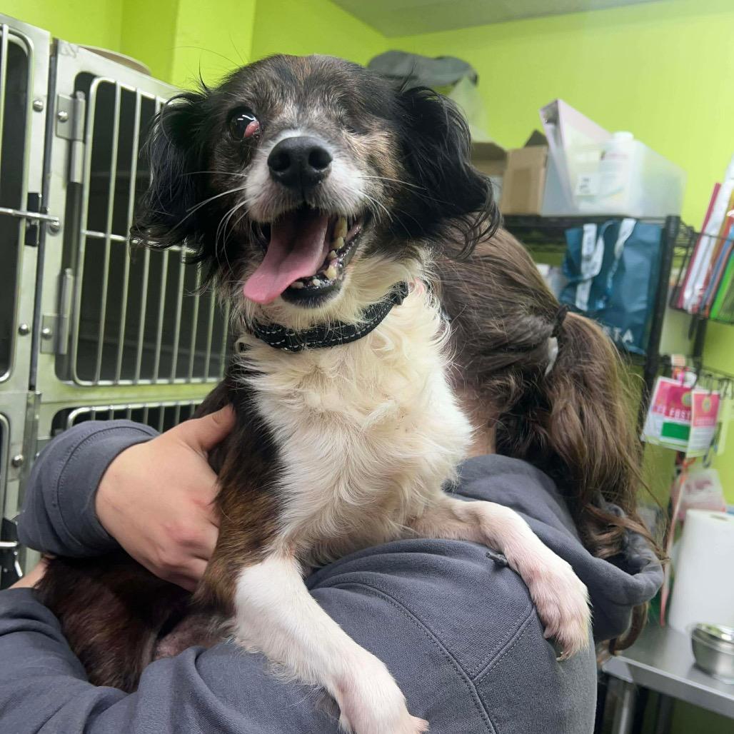 Carpenter, Adoptable, Senior Male Mixed Breed.