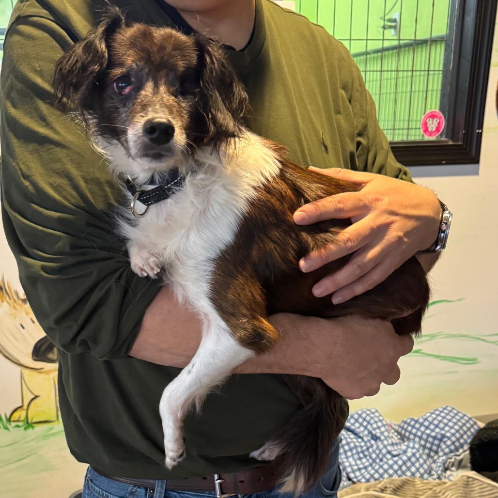 Enlarge Carpenter, a Adoptable Mixed Breed in Fredericksburg, VA image 2/2