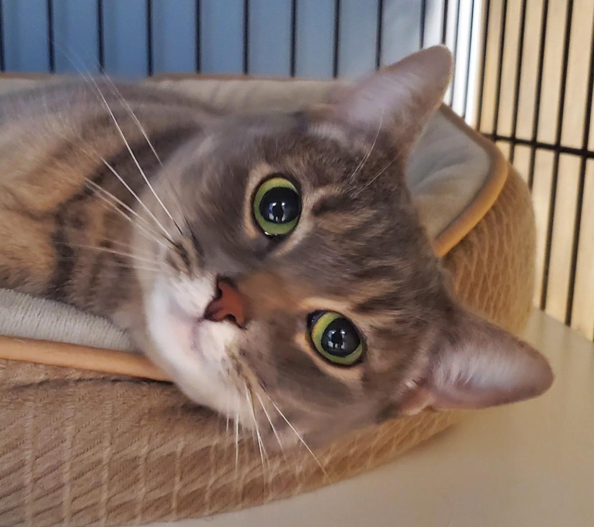 Scout, Adoptable, Adult Female Domestic Short Hair.
