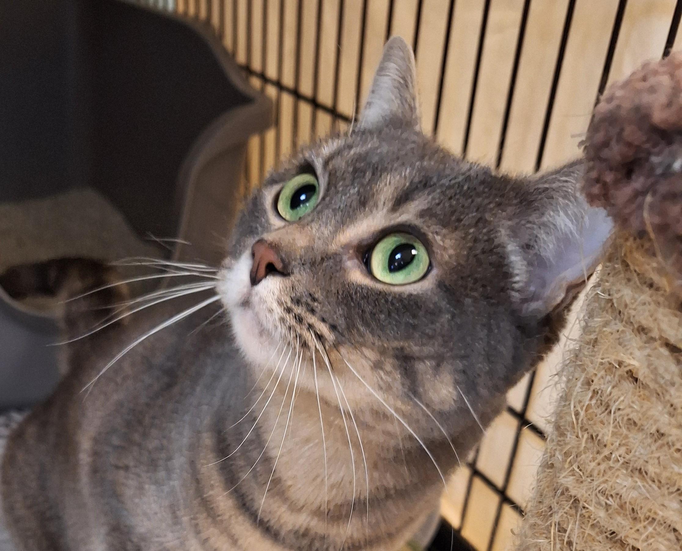 Enlarge Scout, a Adoptable mixed breed in Spokane, WA image 2/3