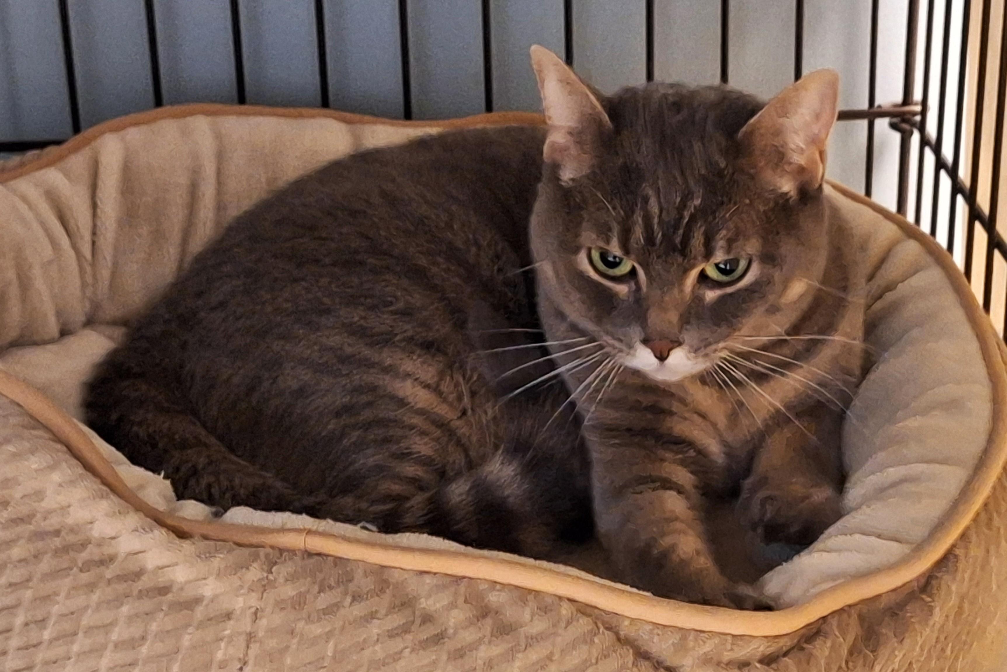 Enlarge Scout, a Adoptable mixed breed in Spokane, WA image 3/3