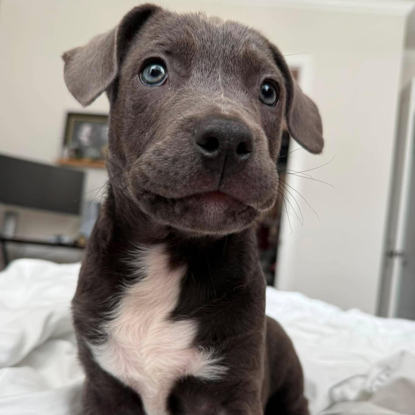 Enlarge Buzz, an adopted mixed breed in Houston, TX image 2/4