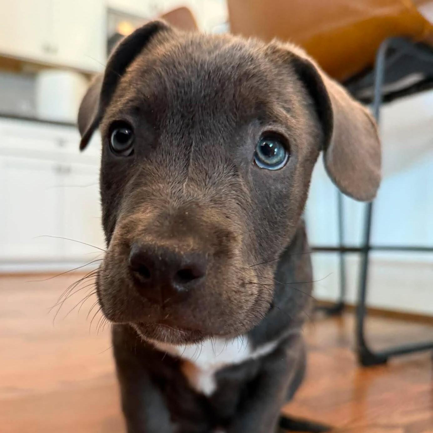 Enlarge Buzz, an adopted mixed breed in Houston, TX image 4/4