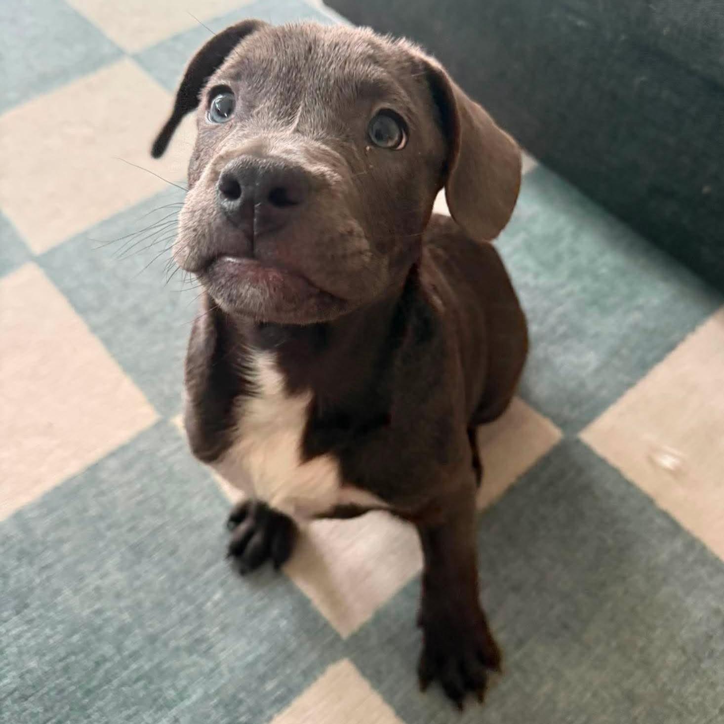 Enlarge Buzz, an adopted mixed breed in Houston, TX image 1/4