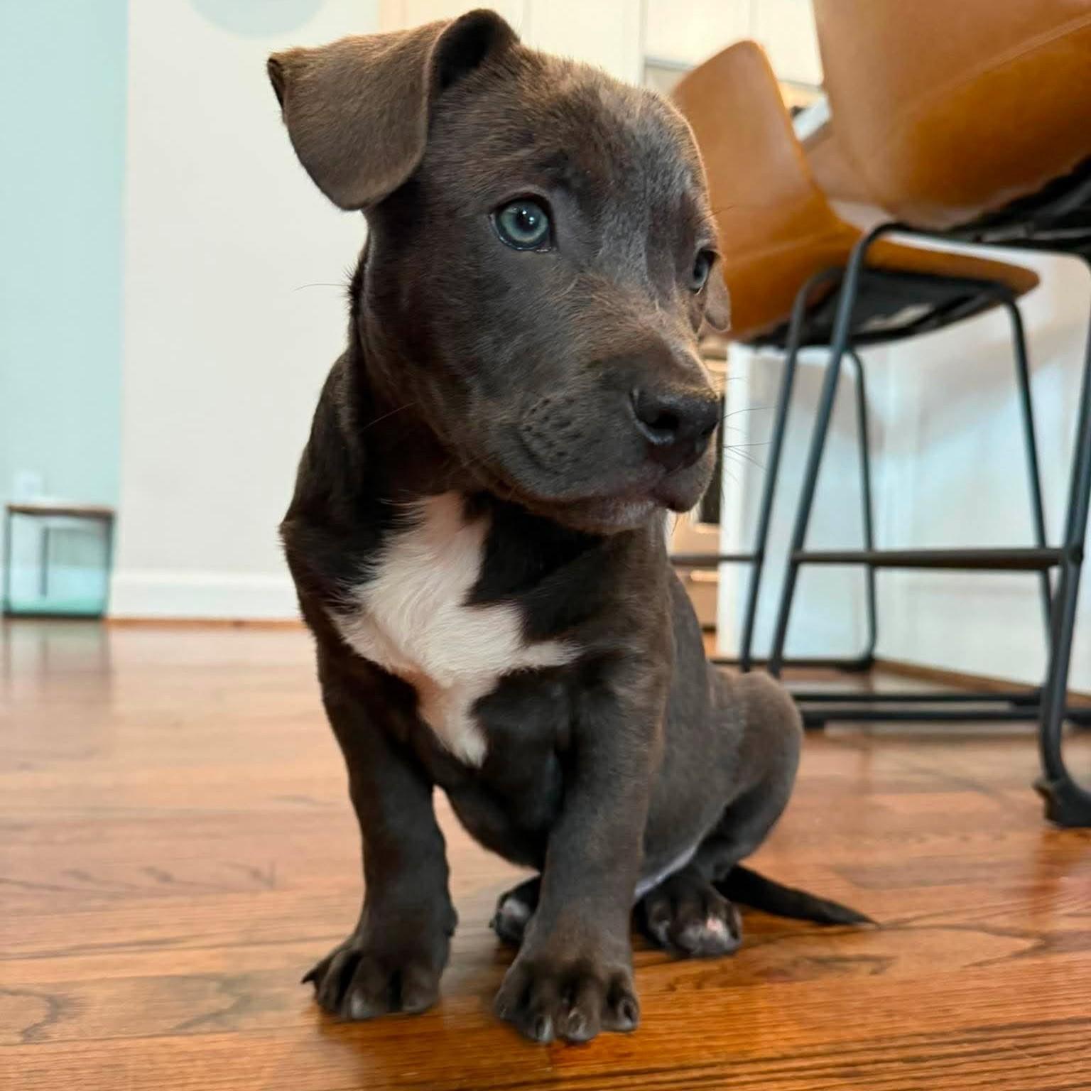 Enlarge Buzz, an adopted mixed breed in Houston, TX image 3/4