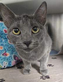 Enlarge Dove, an adoptable Domestic Short Hair in Waldport, OR image 2/2