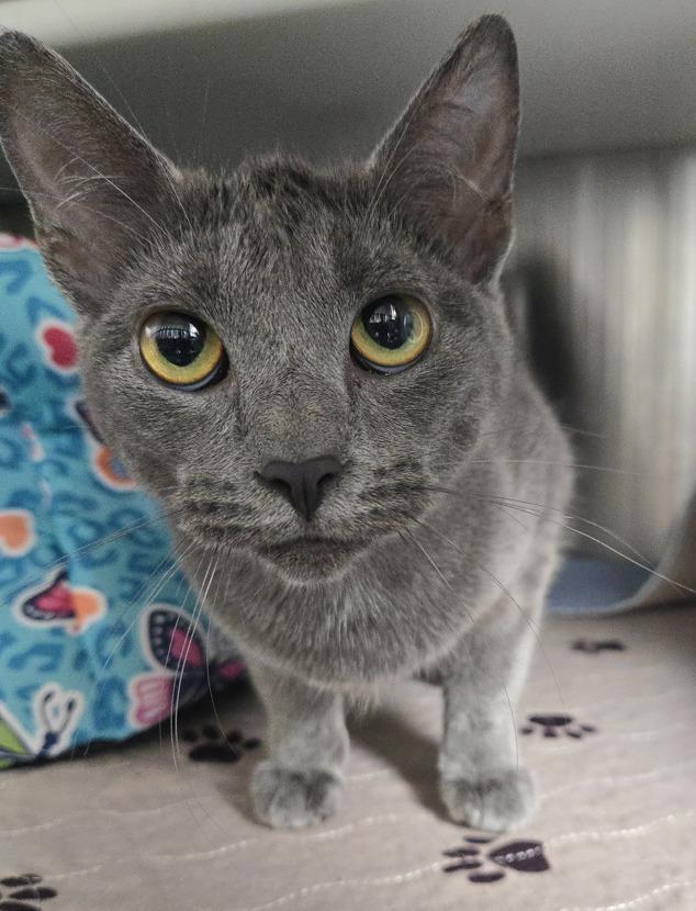 Dove, adoptable, Adult Female Domestic Short Hair.
