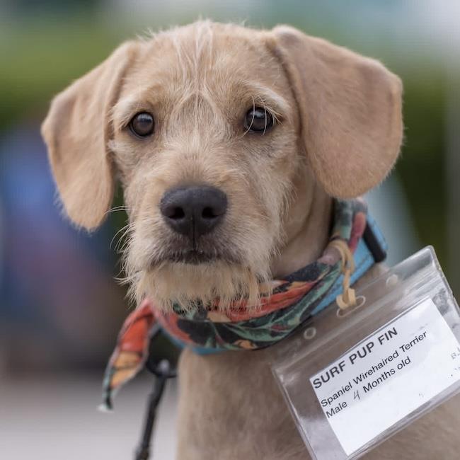 Enlarge Surf Pup - Fin, a Adoptable mixed breed in San Diego, CA image 1/3