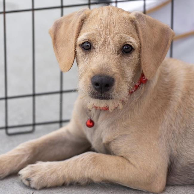 Enlarge Surf Pup - Fin, a Adoptable mixed breed in San Diego, CA image 2/3