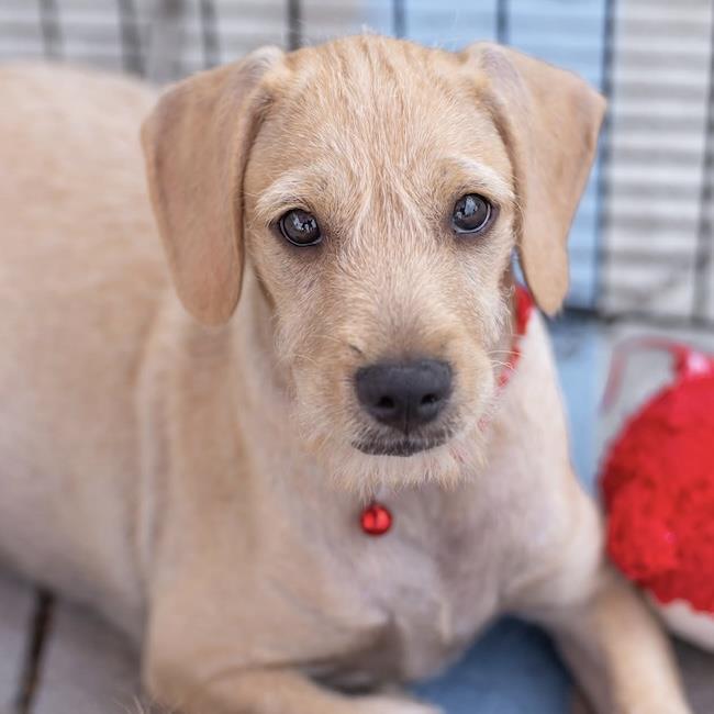 Enlarge Surf Pup - Fin, a Adoptable mixed breed in San Diego, CA image 3/3