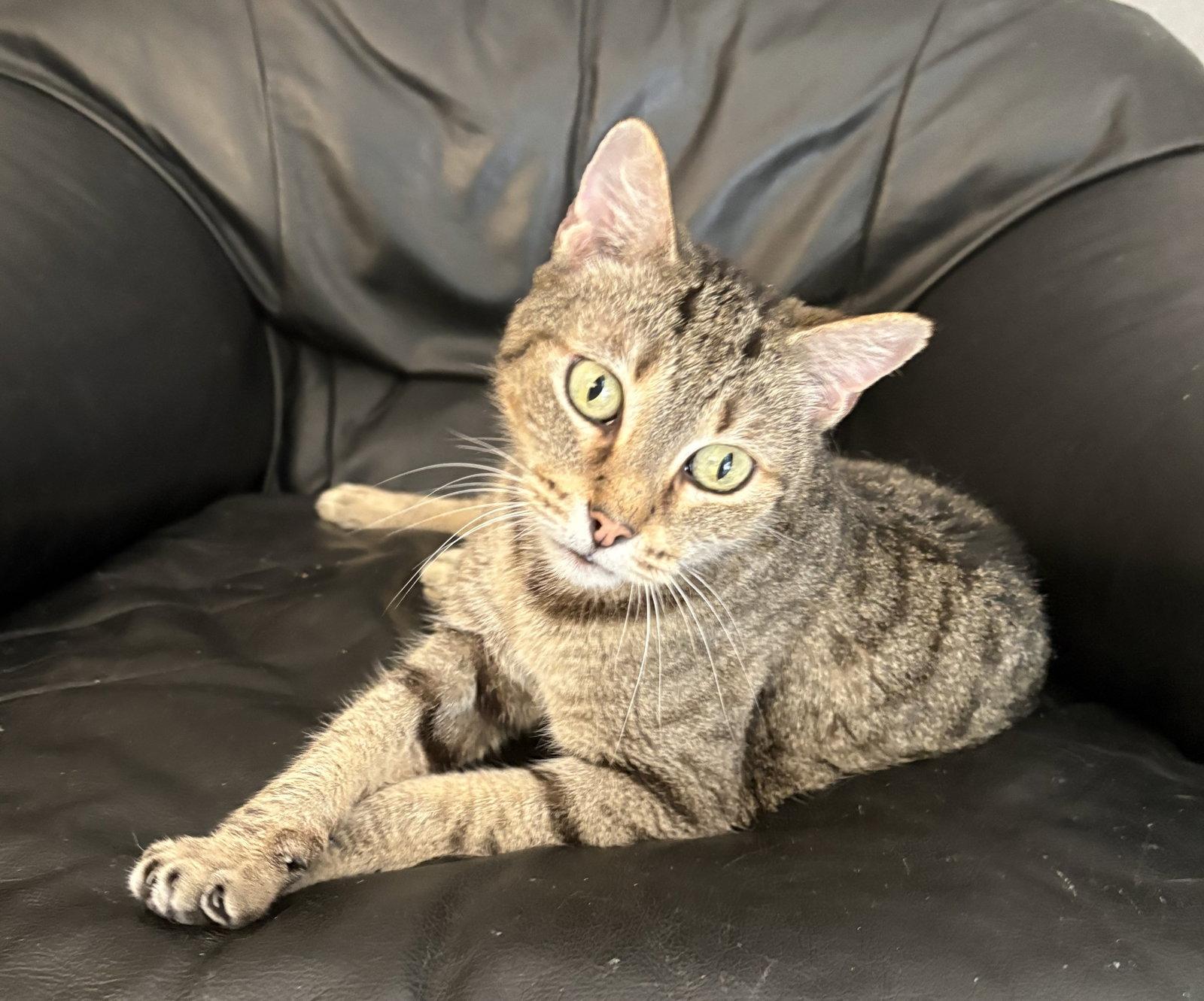 Enlarge Lucy Andrews, a Adoptable Domestic Short Hair in Kansas City, MO image 1/2