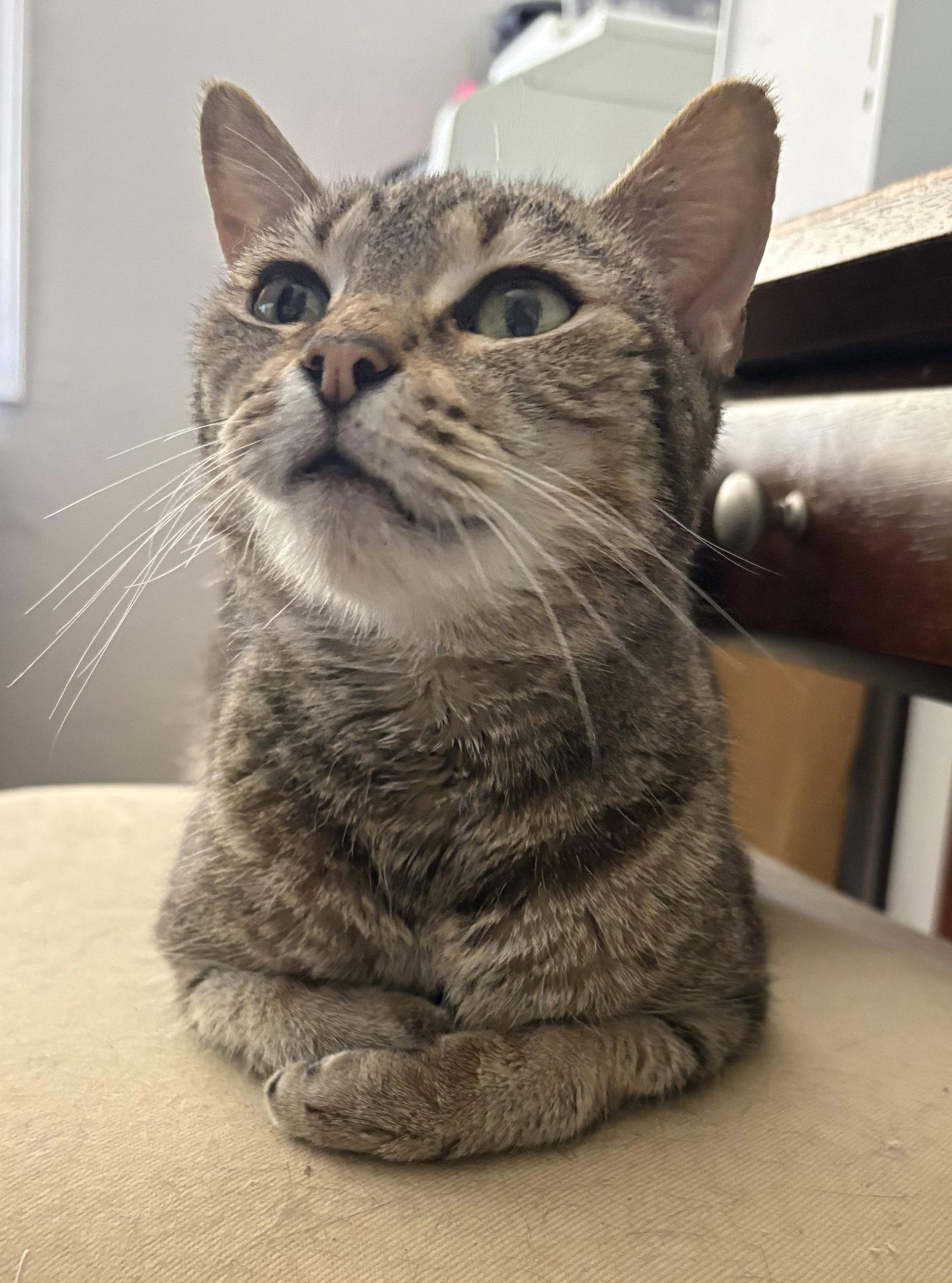 Enlarge Lucy Andrews, a Adoptable Domestic Short Hair in Kansas City, MO image 2/2