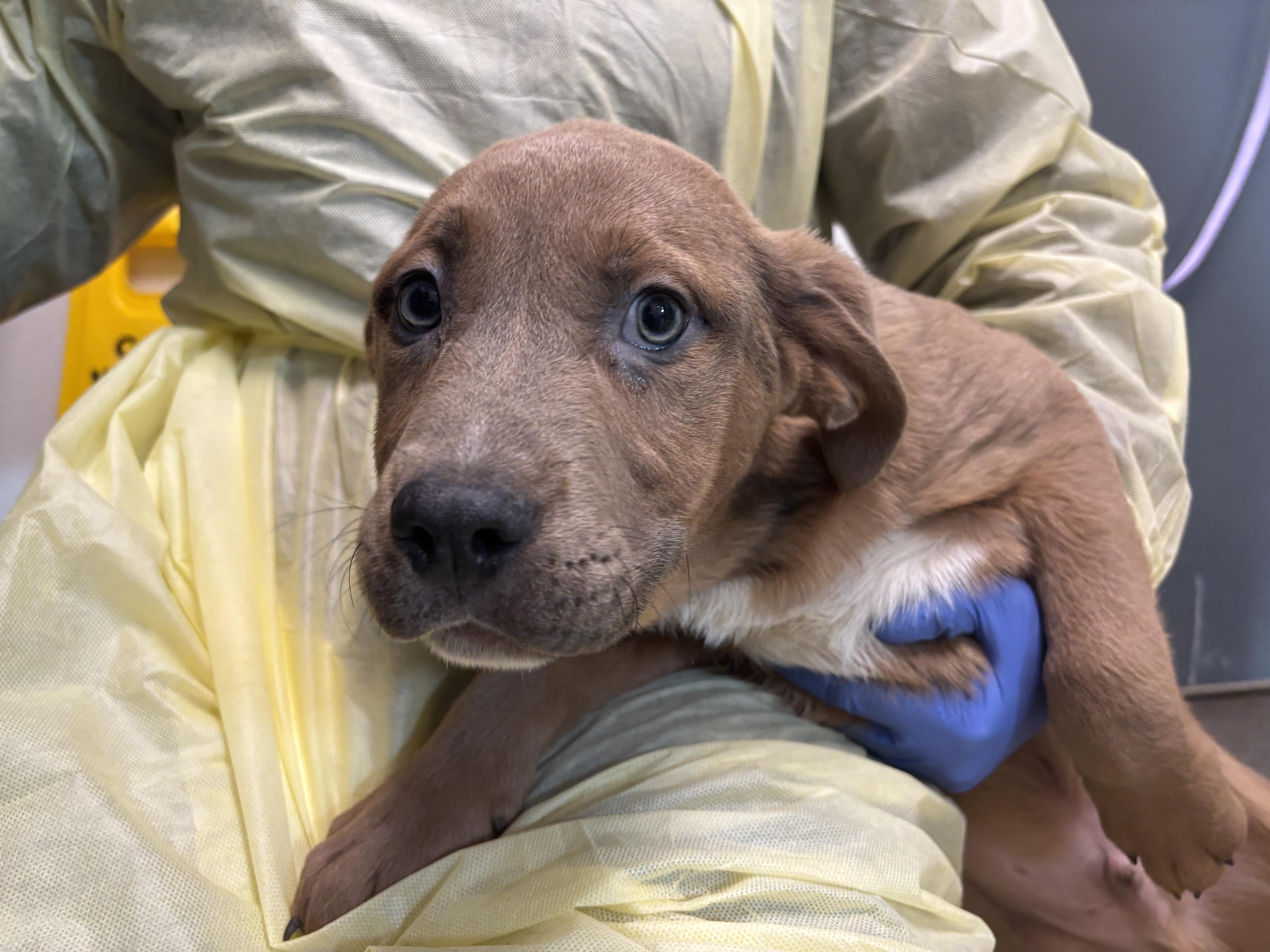 George, Adoptable, Puppy Male Pit Bull Terrier.