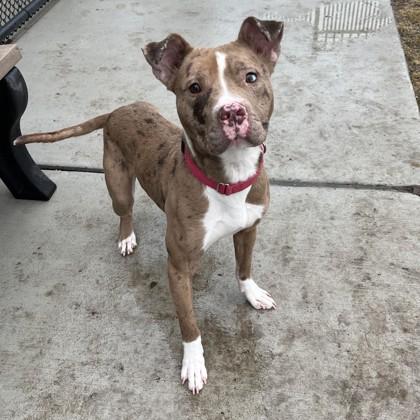 Good Sir, Adopted, Adult Male Pit Bull Terrier.