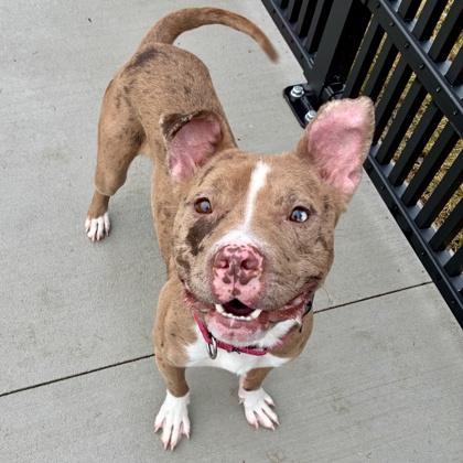 Enlarge Good Sir, a Adopted Pit Bull Terrier in Wheaton, IL image 2/2