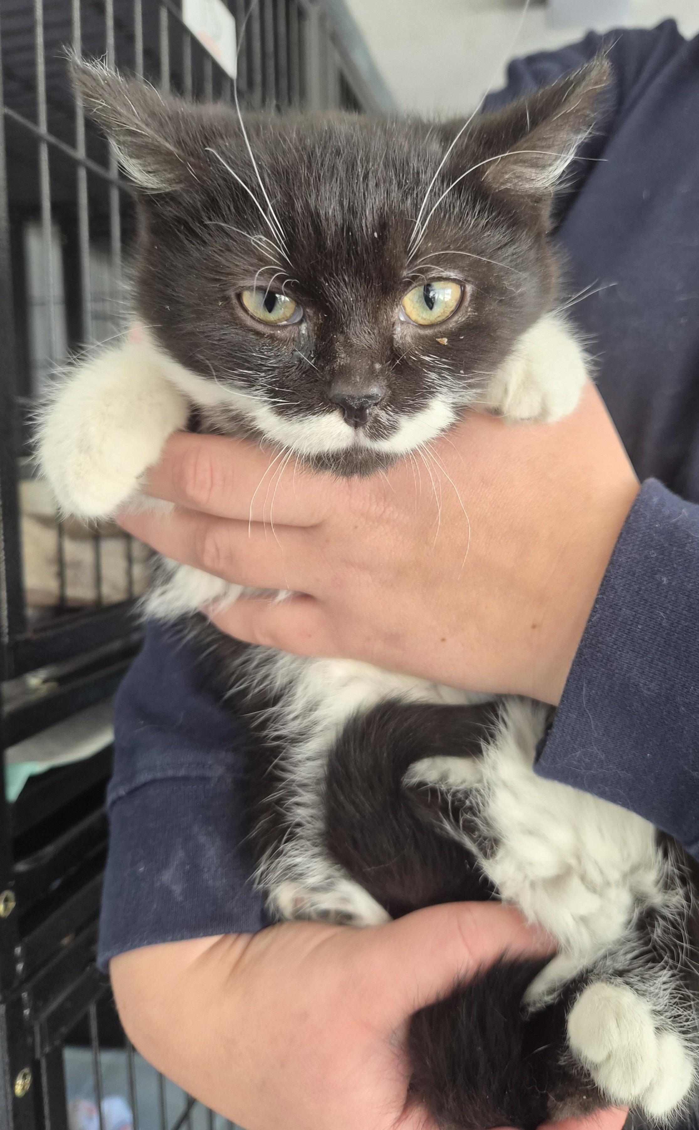 Lyrica, Adopted, Young Female Domestic Short Hair.
