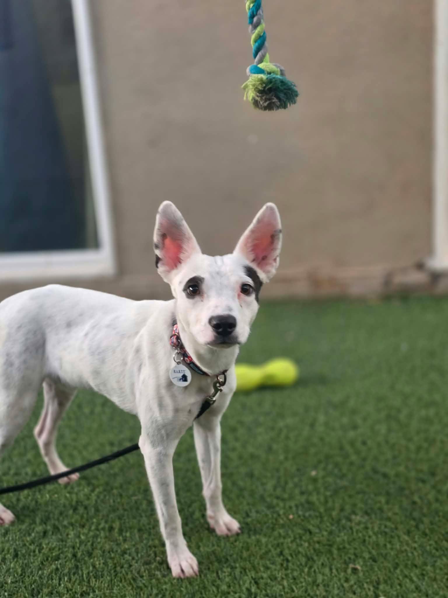 Enlarge Walker, a Adoptable mixed breed in Phoenix, AZ image 1/3
