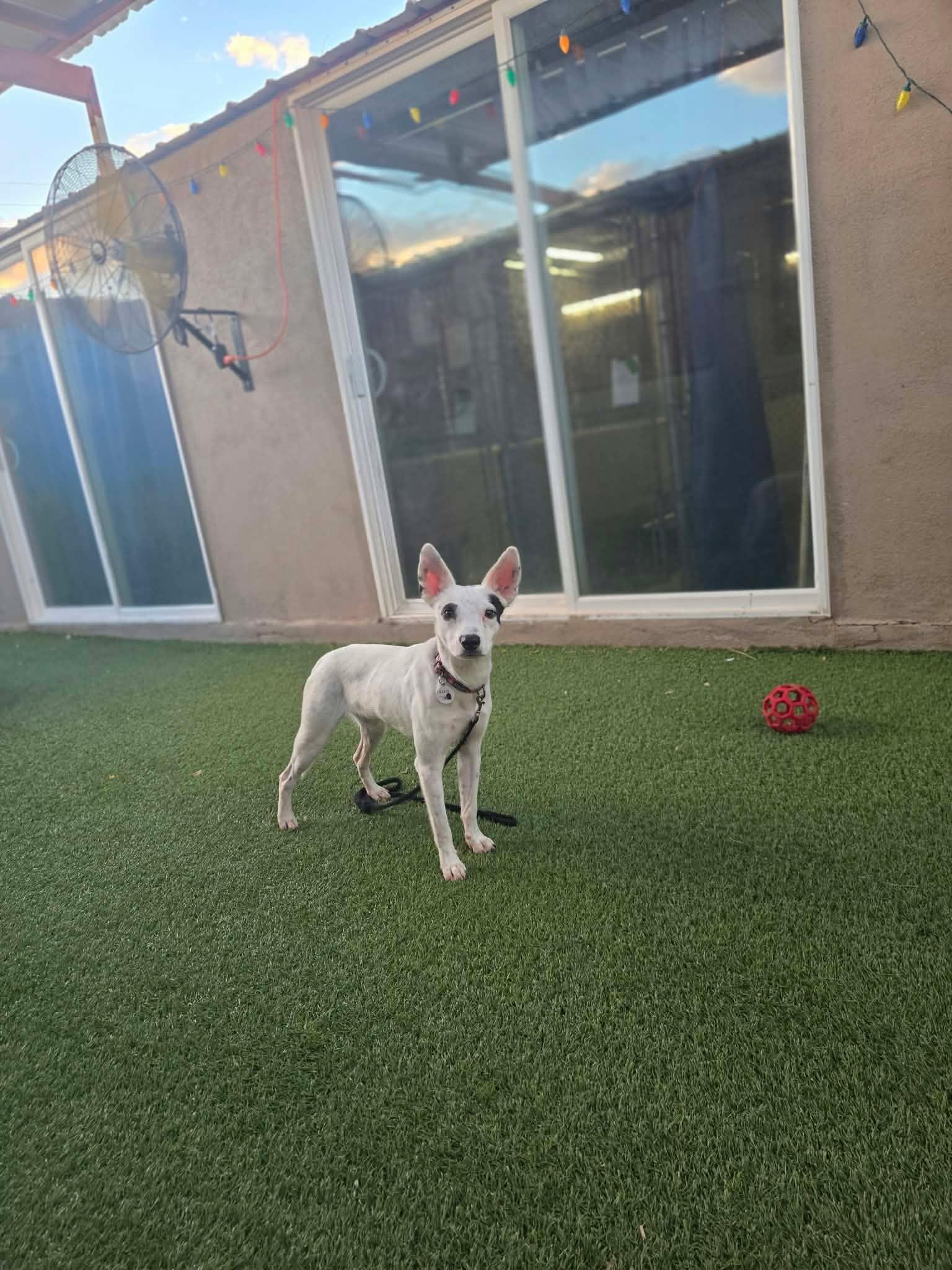 Enlarge Walker, a Adoptable mixed breed in Phoenix, AZ image 2/3