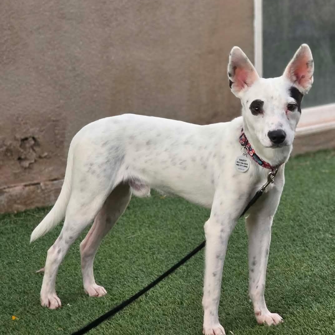 Enlarge Walker, a Adoptable mixed breed in Phoenix, AZ image 3/3