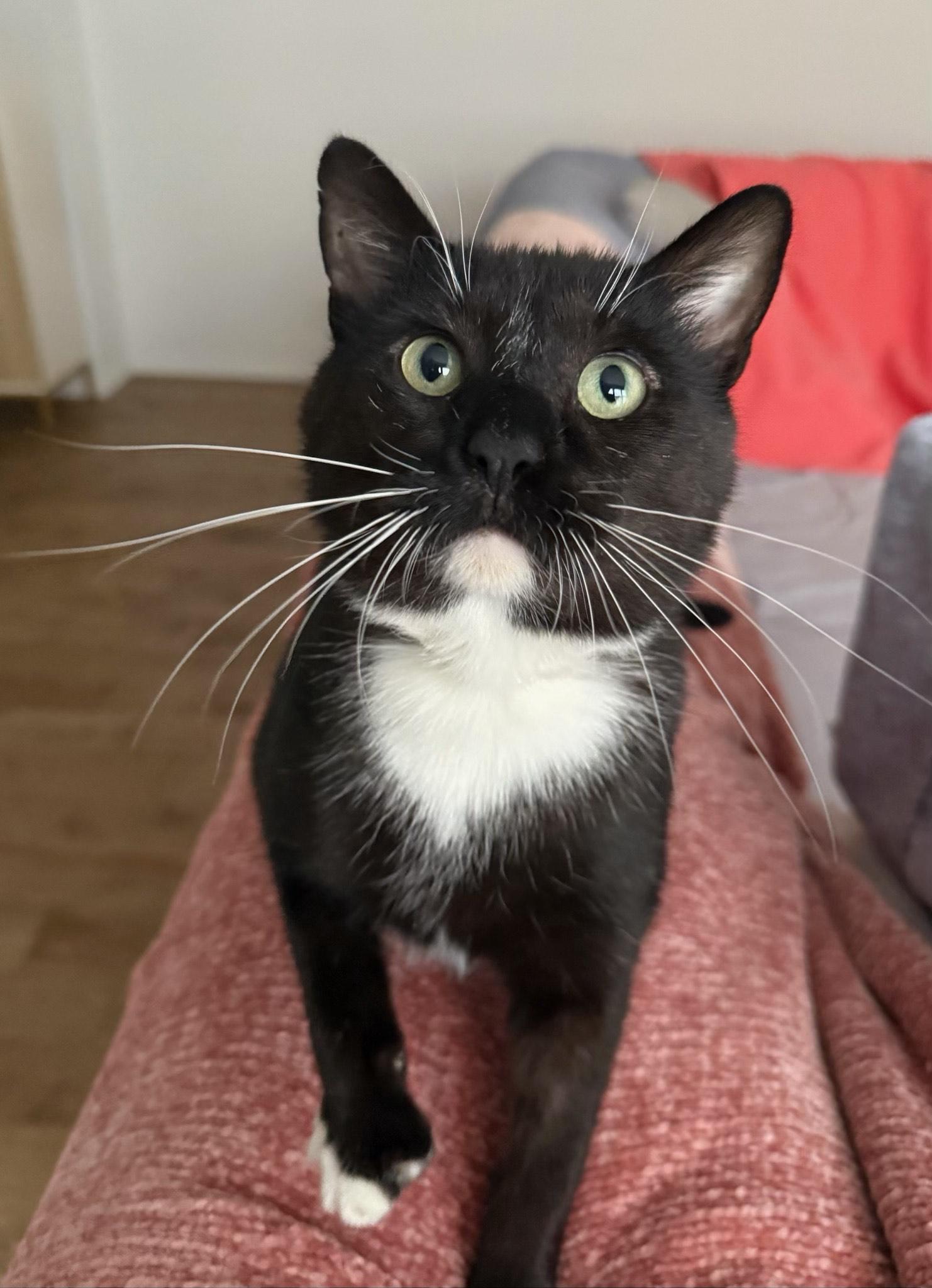 Kissyface thumbnail 2