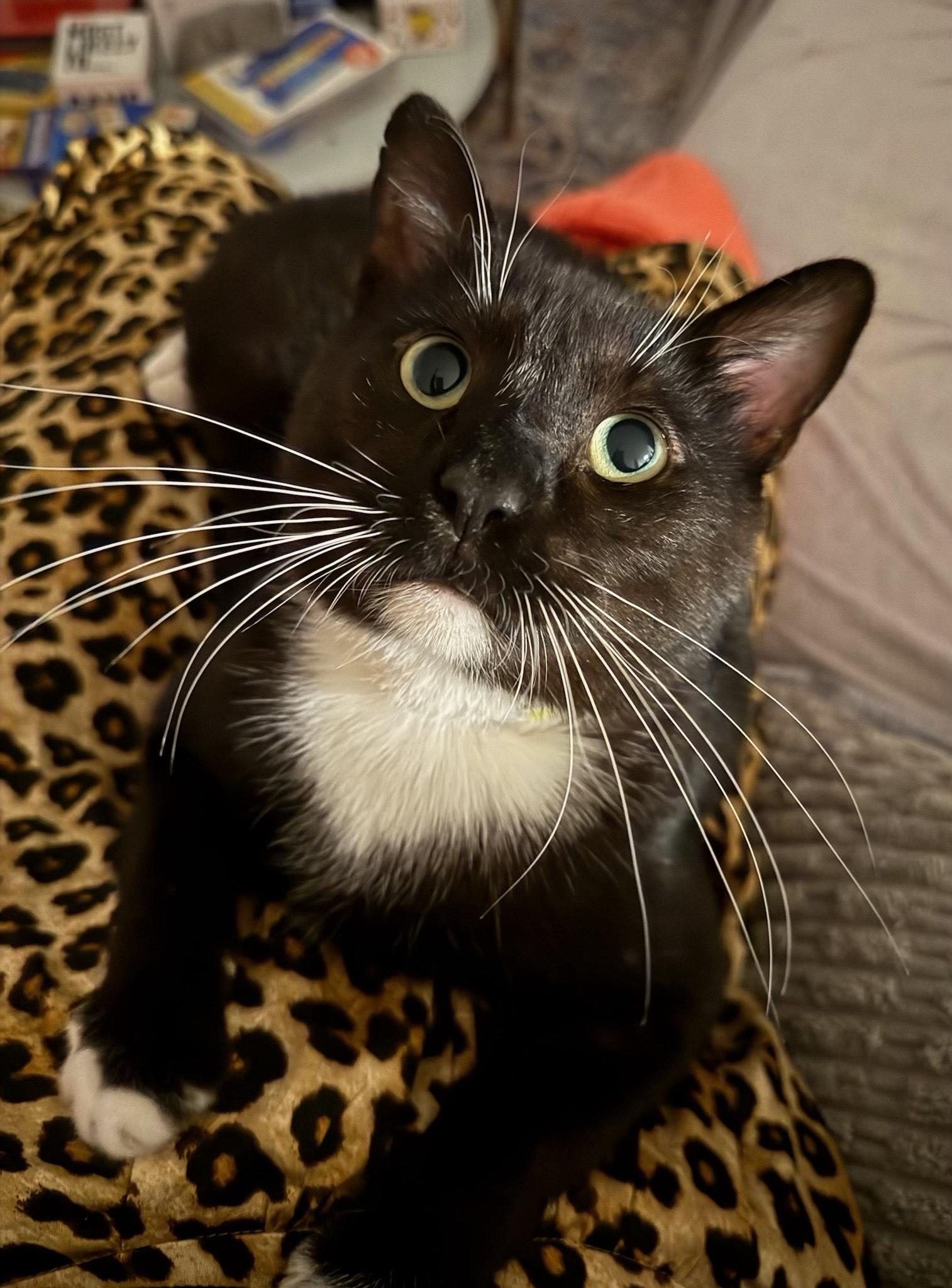 Kissyface thumbnail 4