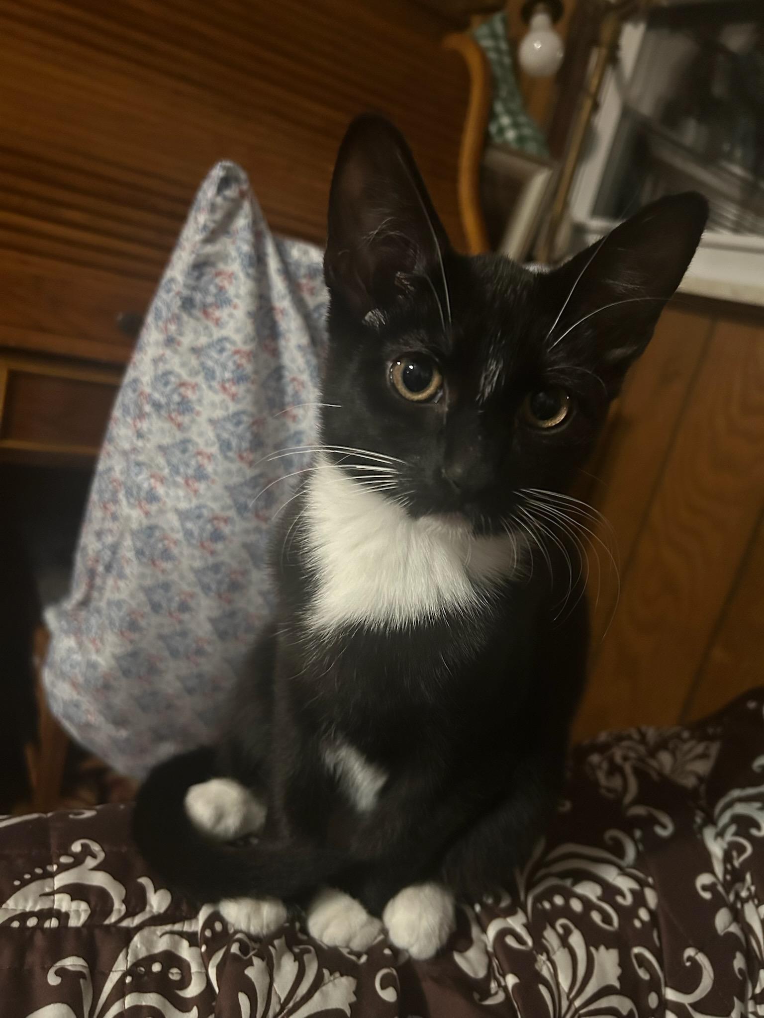 Tucker, ADOPTABLE, Young Male American Shorthair.